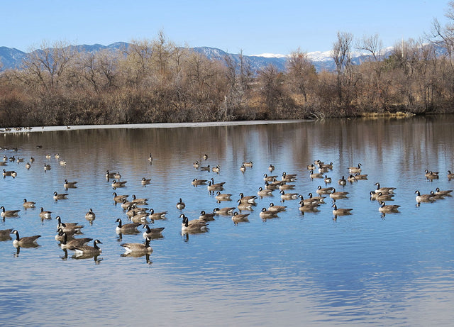 Do Train Horns Scare Geese and Birds? Goose Control With a Train Horn for Milwaukee® 18v Battery