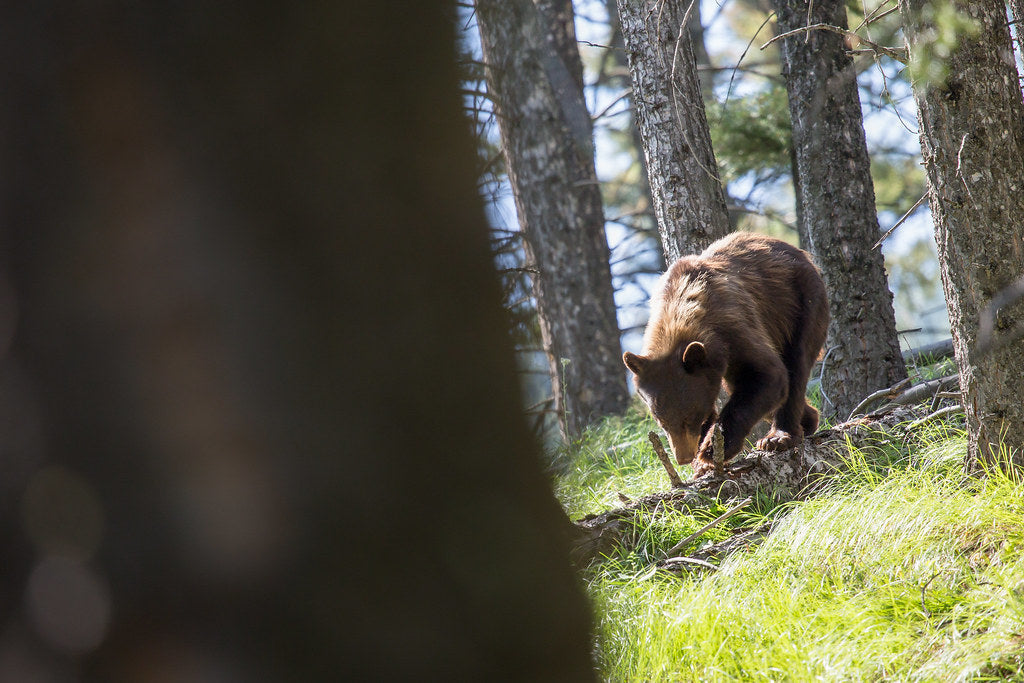 Using a Train Horn for the Milwaukee® 18v Battery to Scare Off Coyotes, Bears, and Wildlife