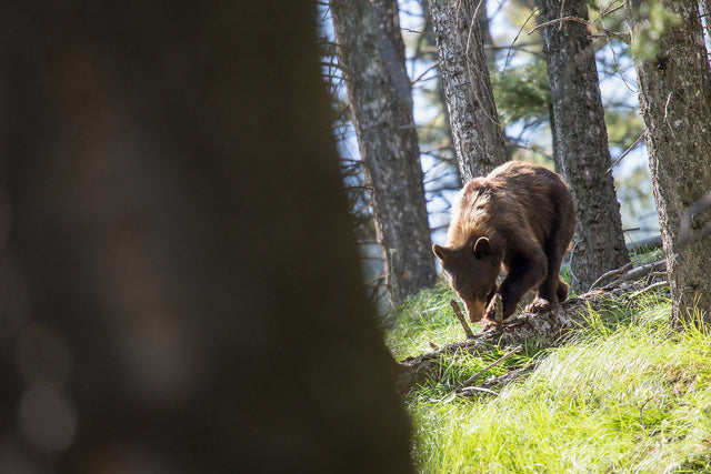 Using a Train Horn for the Milwaukee® 18v Battery to Scare Off Coyotes, Bears, and Wildlife