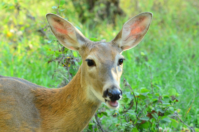 Do Train Horns Scare Deer? Testing a Train Horn for the Milwaukee® 18v Battery on Property and Roads